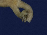 鉛山壁虎藏品圖，第10張